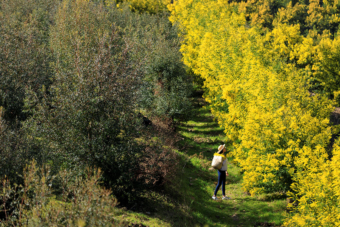 Lemon Festival in Menton